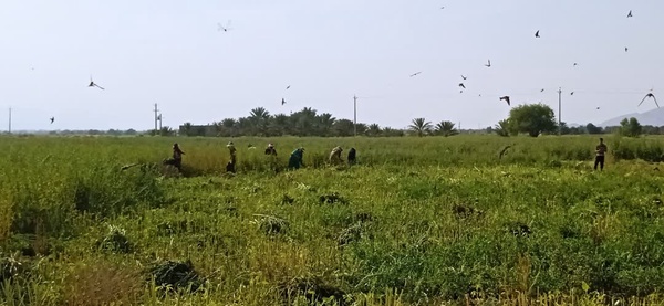 برداشت کنجد از مزارع کشاورزی روستای محمدقاسمی و بالاده بیرم