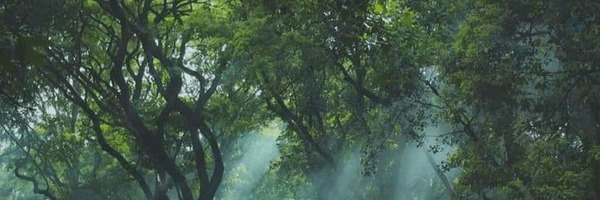‌Rezvan Abdali‌'s header picture