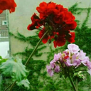 Profile picture of ‌گل شمعدونی‌
