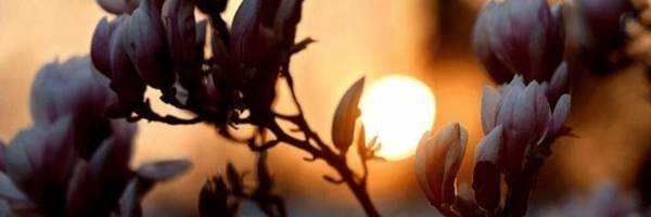 ‌سولفوریک اسید|off‌'s header picture