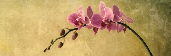 ‌ب رضایی‌'s header picture