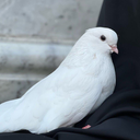Profile picture of ‌عَلویِّه‌