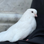 Profile picture of ‌عَلویِّه‌