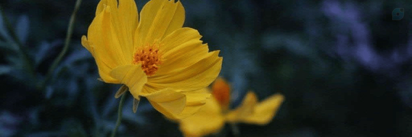 ‌شاپرک :-)‌'s header picture