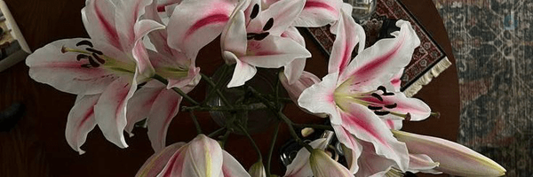 ‌AmiRita‌'s header picture