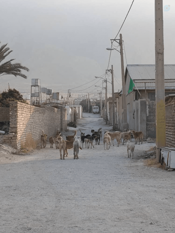 قبلاً تو کوچه های ما گله گوسفند بود الان اینها جولان میدهند شهرستان کوار