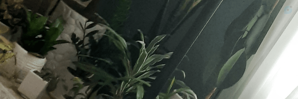 ‌Come up‌'s header picture