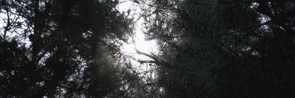 ‌علـی‌'s header picture