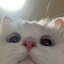 Profile picture of ‌پیشی🐈‍⬛‌