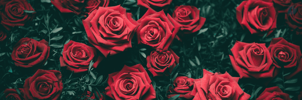 ‌دوشیزه‌میم🎨‌'s header picture