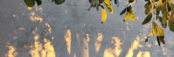 ‌مریم قنبری‌'s header picture