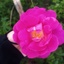 Profile picture of ‌ریحانه‌