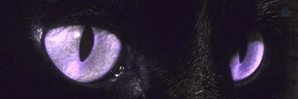 ‌Ariana Le Fay‌'s header picture