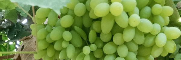 ‌Ahmad Saberi_khalilabad‌'s header picture