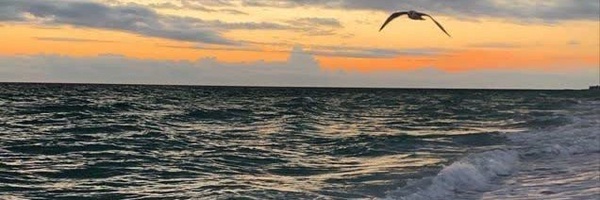 ‌مهسا پسنده‌'s header picture