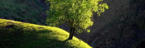 ‌ام‌جواد‌'s header picture