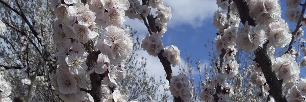 ‌سادات خانوم‌'s header picture