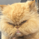Profile picture of ‌حاج پیشی‌