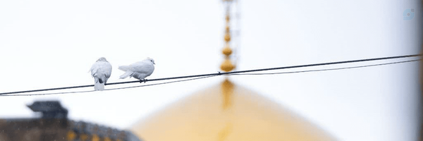 ‌یونس ورناصری‌'s header picture