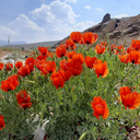 Profile picture of ‌زهرا عابدی‌