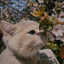 Profile picture of ‌ریحانه‌
