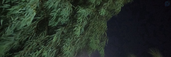 ‌دخترِ شیرین بهار‌'s header picture