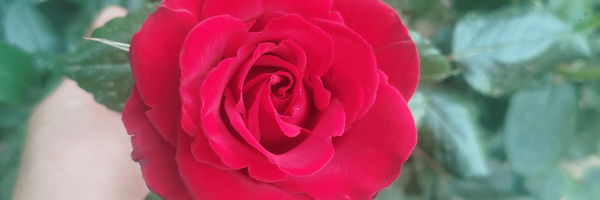 ‌مهدی گودرزی‌'s header picture