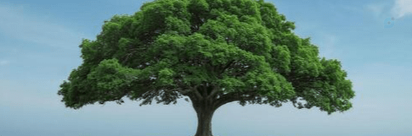 ‌علی‌'s header picture
