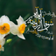 Profile picture of ‌ندبه ی باران‌