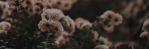 ‌Zahra Ahmadi‌'s header picture