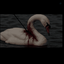 Profile picture of ‌☫حـورا خانــوم🦢✨️‌