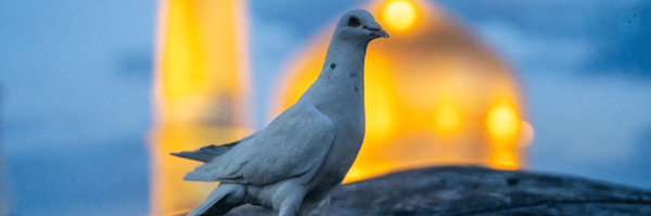 ‌سیما جفاکش‌'s header picture