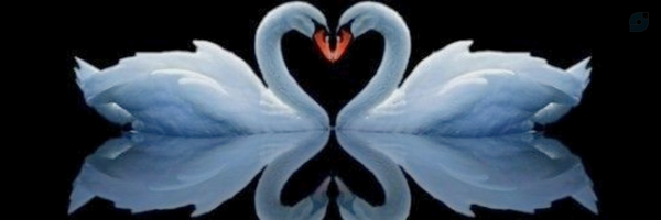 ‌Ss Mahdizade‌'s header picture