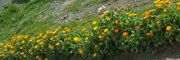 ‌خانوم نوری‌'s header picture