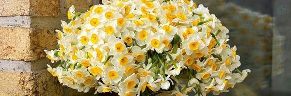 ‌سینا محمدنژاد‌'s header picture