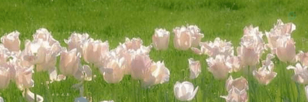 ‌قارقانه ( خواهر عارقانه )‌'s header picture