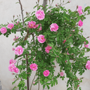 Profile picture of ‌mahdi abasi‌