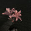 Profile picture of ‌𝙋𝙖𝙧𝙞𝙮𝙖‌