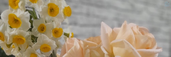 ‌ستاره جمالی‌'s header picture