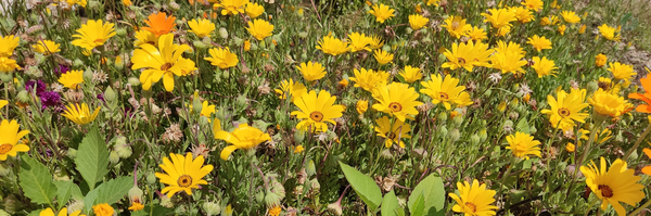 ‌حسین البوصبیح‌'s header picture