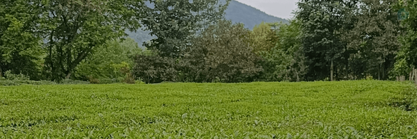 ‌Yosef Sho‌'s header picture