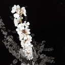 Profile picture of ‌پتریکور‌