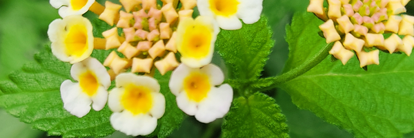 ‌Ali Kh‌'s header picture