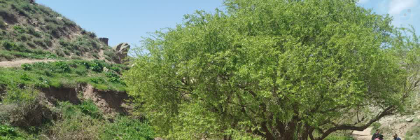 ‌نقطه‌'s header picture