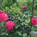 Profile picture of ‌باقر خجسته‌