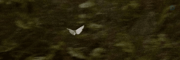 ‌Saeedeh‌'s header picture