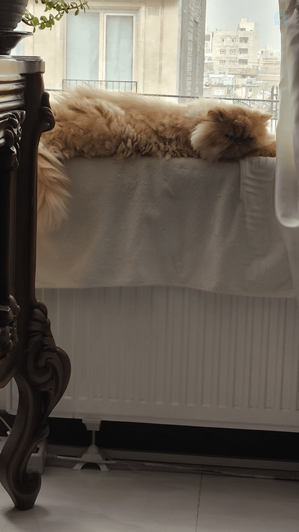 آنی خانم پیشی نازم😻