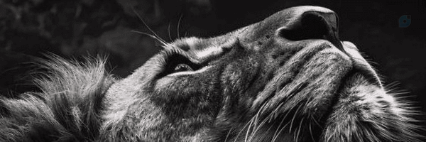 ‌Nik‌'s header picture