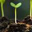 Profile picture of ‌جوانه 🌱‌