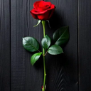 Profile picture of ‌فاطمه السادات ..‌